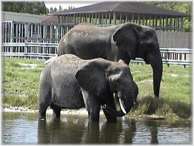 AFRICAN ELEPHANT 0170